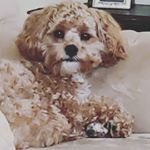 Profile Picture of Melissa Blankenship Butler (@missyb95) on Instagram