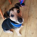 Profile Picture of Rudy Russell (@rudy_the_russell) on Instagram