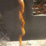 Profile Picture of Arnold Engelbert Koroh ST (@arn.engelbert_9992) on Instagram