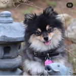 Profile Picture of Theodore Styles (@teddythepoof) on Instagram