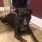 Profile Picture of Sheba John (@sheba763) on Instagram