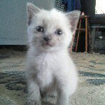 Profile Picture of Sheldon Anderson (@shelly_kitty) on Instagram