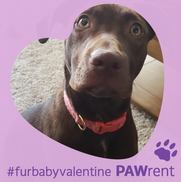 Profile Picture of Bonnie Wolfe (@bonnieboo409) on Poshmark