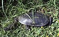 Profile Picture of Oblong turtleon Wikipedia