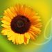 Profile Picture of Sherri Riddle (@triddle357) on Pinterest