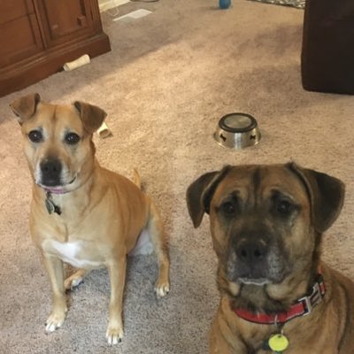 Profile Picture of Marissa Beargie (@BuffynBuckeye) on Twitter