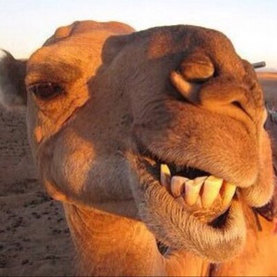 Profile Picture of Shawn_lucien (@shawn_lucien) on Twitter