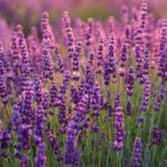 Profile Picture of Lori Bartoszewski (@ooblastore) on Poshmark