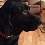 Profile Picture of Lisa Mazza (@mazza311) on Instagram