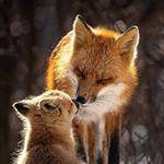 Alicia Barrett - Instagram Profile Picture of Alicia Barrett (@woodswildswatersnl) on Instagram