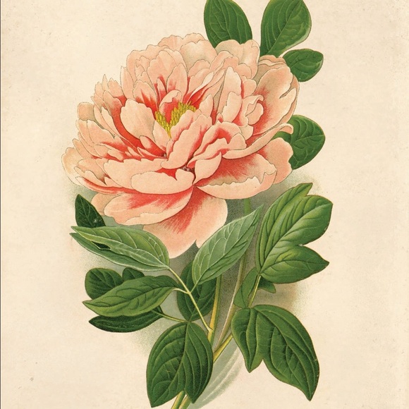 Profile Picture of Kim Treanor (@ktrean1) on Poshmark