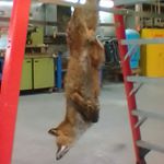 Profile Picture of scott mclane (@scottmclane_akcrushin) on Instagram