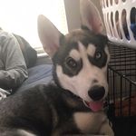 Profile Picture of Kota Matthew Faulkner (@kotathehusky__) on Instagram