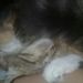 Profile Picture of Pamela Petrovich (@pamela201729) on Pinterest