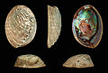 Profile Picture of Haliotis iris - Wikipediaon Wikipedia