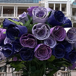 Profile Picture of Al Noor (@al_noor91) on Flickr