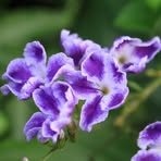 Profile Picture of Fong Yip (@fong.yip.378) on Facebook