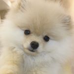 Profile Picture of Bento Luiz (@pombento) on Instagram