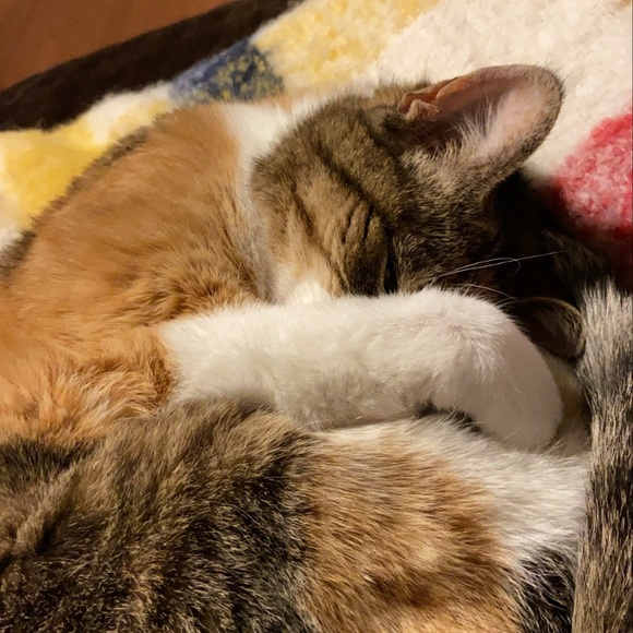 Profile Picture of Chelsea Breckels (@cbreckels) on Poshmark