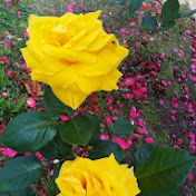 Myrna Mercado - Youtube Profile Picture of Myrna Mercado (@myrnamercado4684) on Youtube