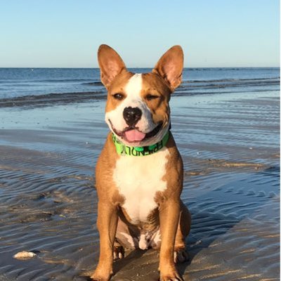 Profile Picture of Richard Fazio (@RockyRentalMX) on Twitter