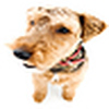 Profile Picture of Lucinda Craig (@Lucinda Craig) on Flickr