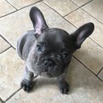 Profile Picture of Jim Goodall (@frenchie_jim) on Instagram