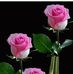 Profile Picture of Ruth Roy Chowdhary (@ruth.roychowdhary) on Facebook