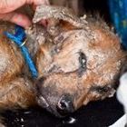 Profile Picture of Darlene-Joe Burke (@reddogs1) on Pinterest