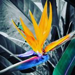 Profile Picture of Jocelyn Singh (@jocelynsingh9) on Instagram