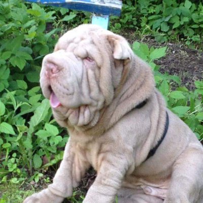 Profile Picture of Steven Adamowski (@roadglidesteve) on Twitter