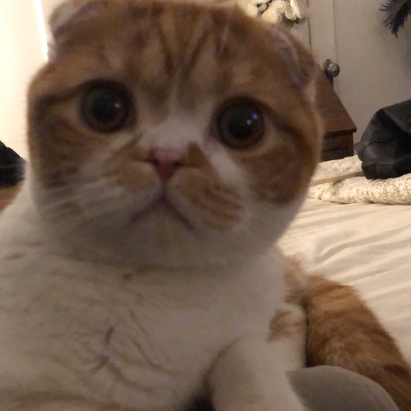 Profile Picture of Doe Antlers (@doe_antlers) on Poshmark