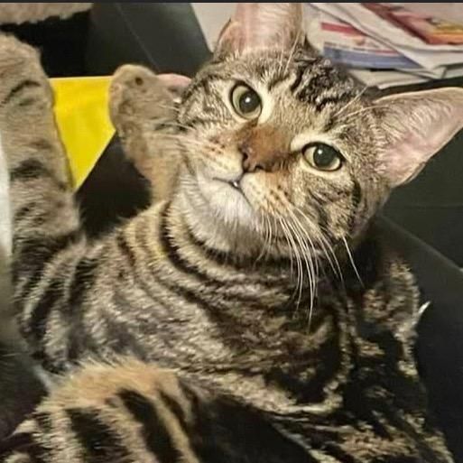 Profile Picture of user4413046934873 (@.pandoramiles) on Tiktok