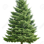 Profile Picture of Pine Tree (@pinetree4171) on Youtube