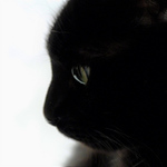 Profile Picture of David Meszaros (@dawe_m) on Flickr