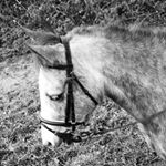 Profile Picture of Ariël (@knappe_ariel) on Instagram