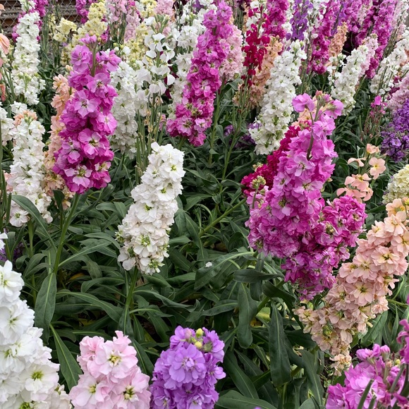 Isabel Anton - Poshmark Profile Picture of Isabel Anton (@iscrisbet) on Poshmark