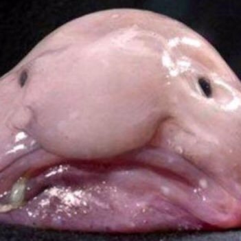 Profile Picture of Lillian Ransom (@lillian_ransom) on Twitter