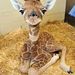 Profile Picture of Glenn Atkins (@protocan1) on Pinterest