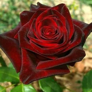 Profile Picture of GHizlan la Cristal (@ghizlan.lacristal) on Facebook