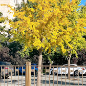 Profile Picture of Anh Lam (@AnhLam-d1j) on Youtube