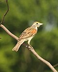 Profile Picture of Dickcissel - Wikipediaon Wikipedia
