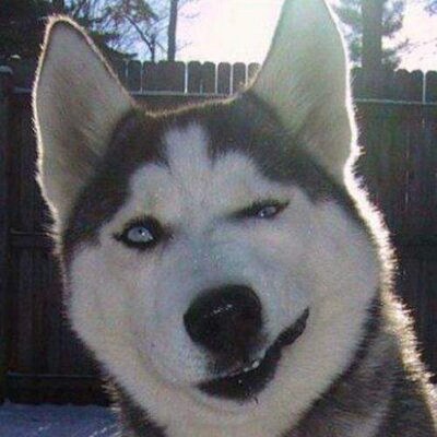 Profile Picture of Aleksandr Kirichenko (@@alexkirichenko) on Twitter