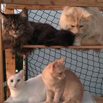 Profile Picture of Tonks & Gustav & Puch & Kevin (@furryhippos) on Instagram