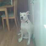 Profile Picture of joseph oates (@jojosemtry) on Instagram