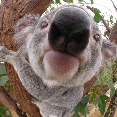 Profile Picture of Sigrid Brown (@seamonsterdance) on Twitter