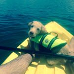 Profile Picture of George Regula Schile (@georgethecuriouslabradoodle) on Instagram