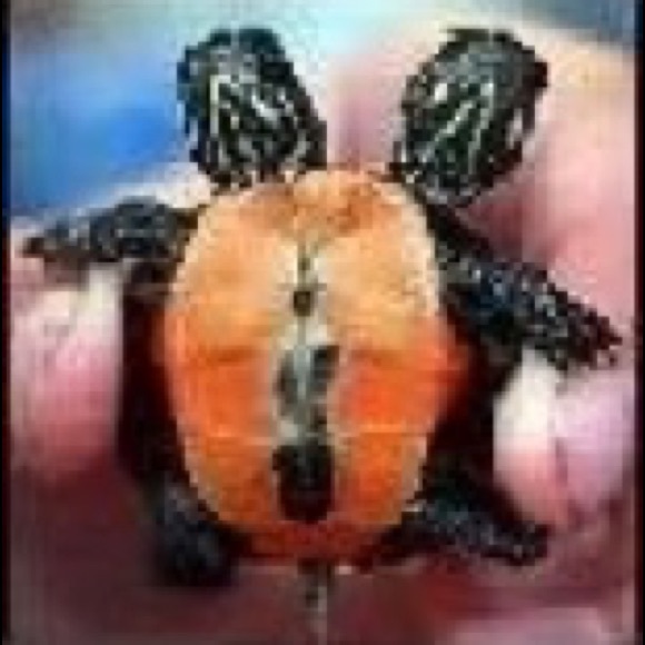 Profile Picture of Lori Perry (@lorimae62562) on Poshmark