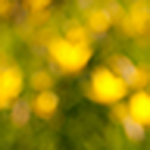 Profile Picture of Michael Pace (@photoimpressionism) on Flickr