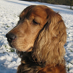 Profile Picture of Stephan van Groeningen (@Stephan van G) on Flickr